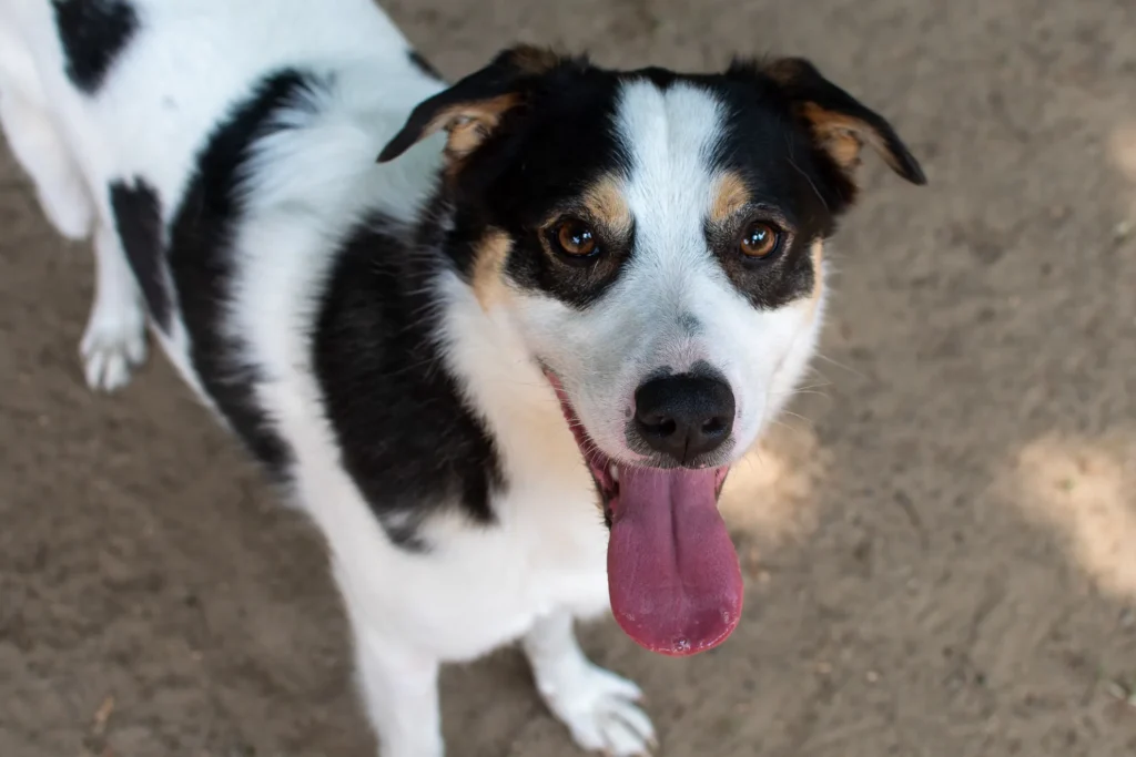 Mischling bei Alltagstraining der Hundeschule Kiel