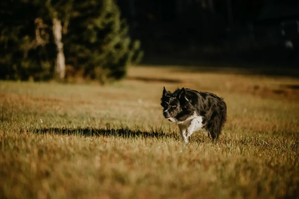 Jagender Hund bei Jagdkontrolltraining in Hundeschule in Kiel