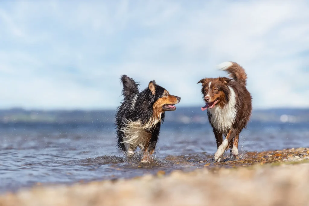 Freilauf von zwei Hunden am Kieler Strand