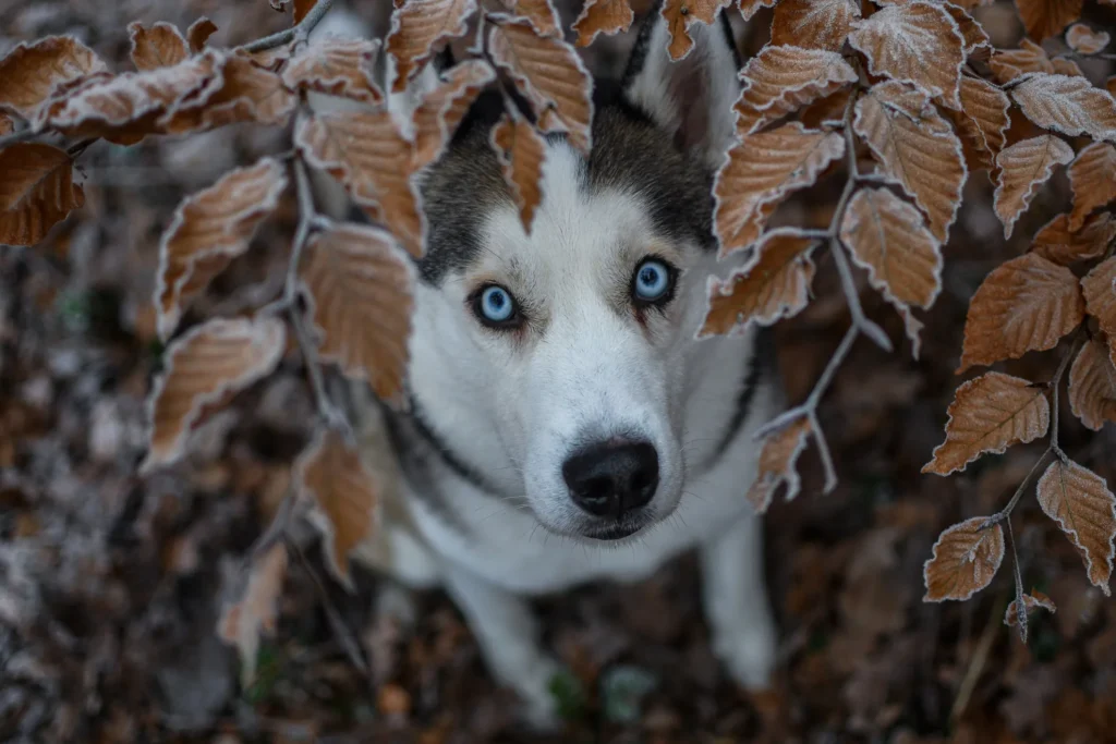 Husky aus Freilaufgruppe Kiel unter Blättern