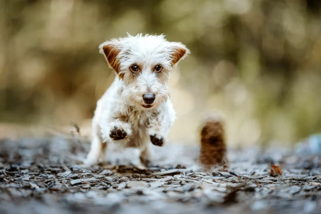 Kleiner Hund bei Rückruf im Rückrufkurs Kiel