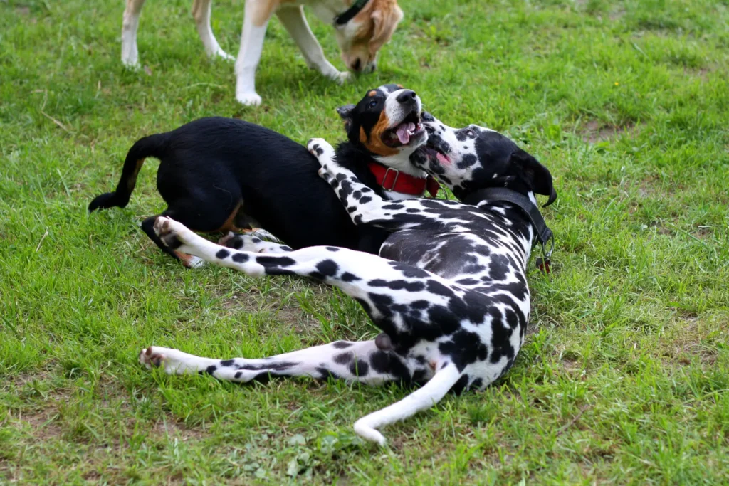 2 Hunde in Sozialkontaktgruppe in Kiel