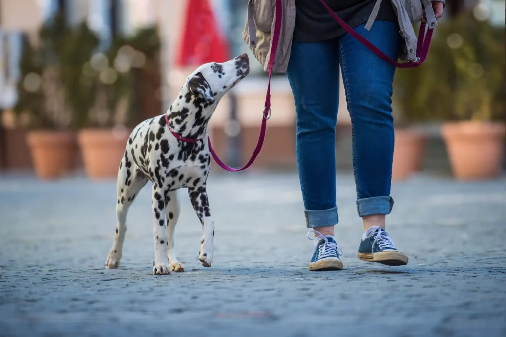 Dalmatiner-Hund in Kiel unterwegs