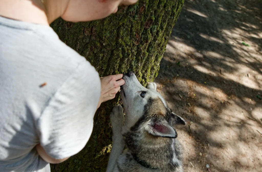 Private Hundetrainerin mit Hund in Kiel, Hund schnüffelt an Baum